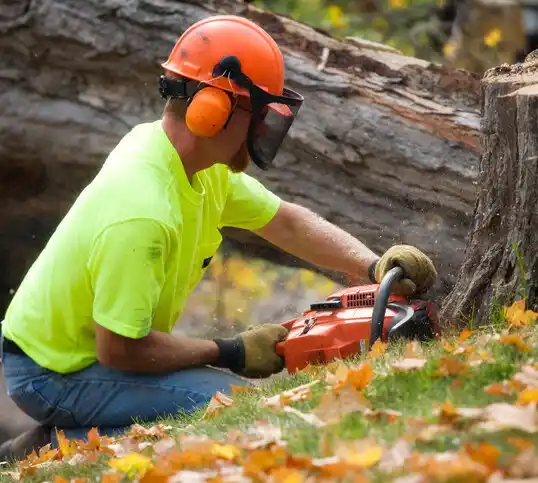 tree services Upper Marlboro